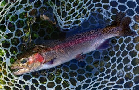 10/23　でっかいロックトラウトをキャッチ！ ～フィッシングパーク高島の泉～